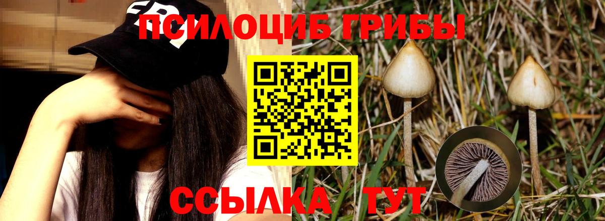 Галлюциногенные грибы Psilocybe  Вход с VPN  Волжский 